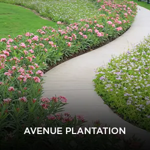 avenue plantation